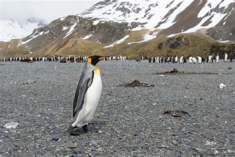 Premium Photo | King penguins on South Georgia island