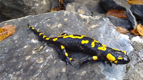 File:Salamander-olympus.jpg - Wikipedia