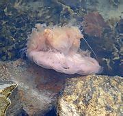 Lion's mane jellyfish | Detailed Pedia