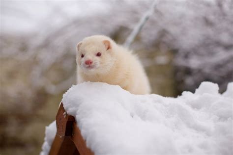 Ferret in the snow | Dyr, Søde dyr