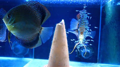 Aquarium Tank Discus Breeding at Samantha Casey blog