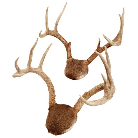 Pair of Mounted White-tailed Deer Antlers at 1stdibs