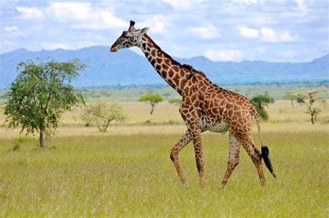 Petition: Stop Giraffe Trophy Hunting in Africa! - One Green Planet