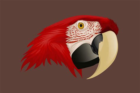 Red parrot head hand drawing 1314255 Vector Art at Vecteezy