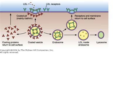 International University: Receptor-Mediated Endocytosis