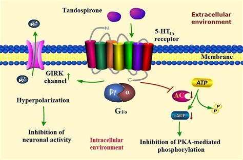 Figure 1 from Role of tandospirone, a 5-HT1A receptor partial agonist ...