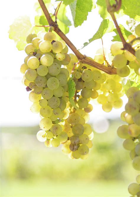 the Chardonnay grapes Photograph by Daniel Smith - Fine Art America