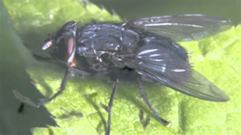 Flies Buzzing Sound Effect - YouTube