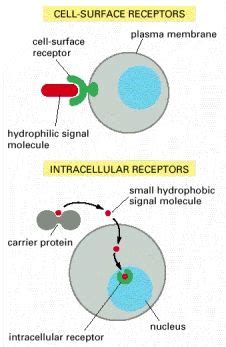 Figure 15-3, The binding of extracellular signal molecules to either ...