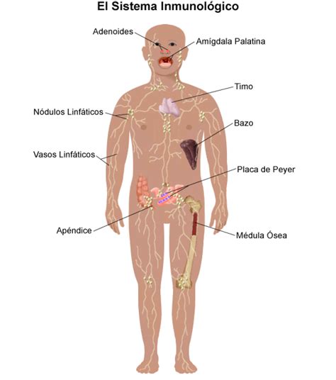 The Immune System - Stanford Medicine Children's Health