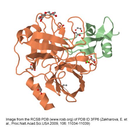 Recombinant human Trypsin, AOF | Marvelgent Biosciences