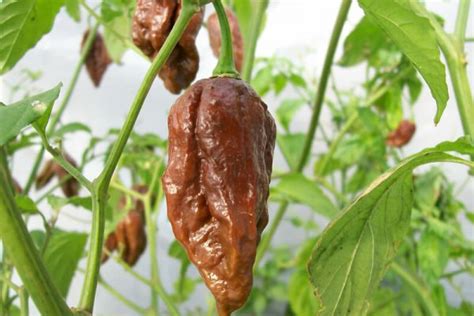 Chocolate Bhut Jolokia | Super Hot Chiles