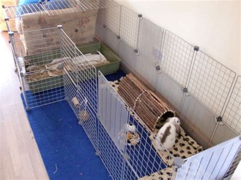 Rabbit Indoor Play Pen Gallery - Inspiration for Your Rabbit Housing