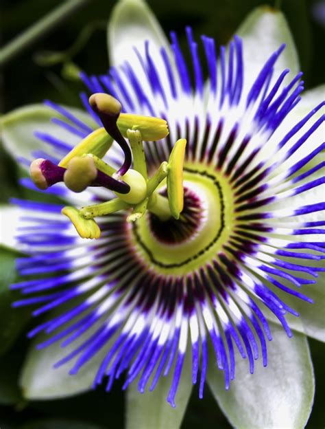 Passiflora Passion Flower Free Stock Photo - Public Domain Pictures