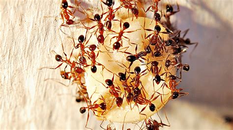 Fungi-infested Corpses Signal the Perfect Home for Pharaoh Ants — NOVA Next | PBS