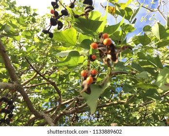 172 Erythrina Lysistemon Images, Stock Photos & Vectors | Shutterstock