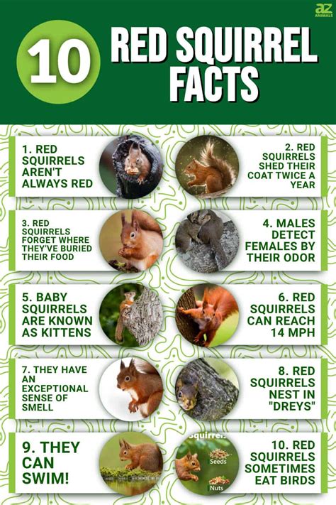 10 Incredible Red Squirrel Facts - A-Z Animals