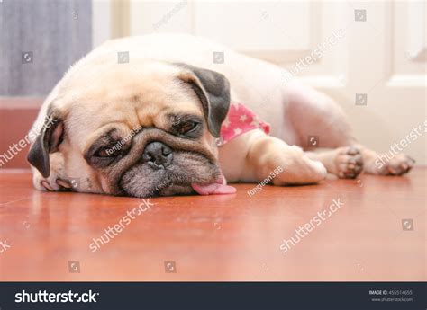 Close-Up Face Of Cute Pug Fat Dog Sleeping Rest By Chin And Tongue Lay Down On Laminate Floor ...