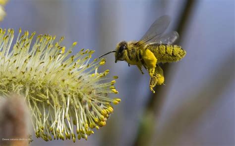 Photograph of a pollen covered worker Bee in flight | Bee, How to kill ...