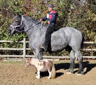 Blue Roan Percheron for sale in Pennsylvania | HorseClicks