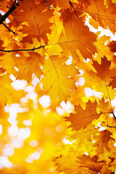 Yellow Maple Leaf Wallpapers - Wallpaper Cave