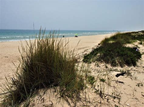 the grass is growing out of the sand on the beach