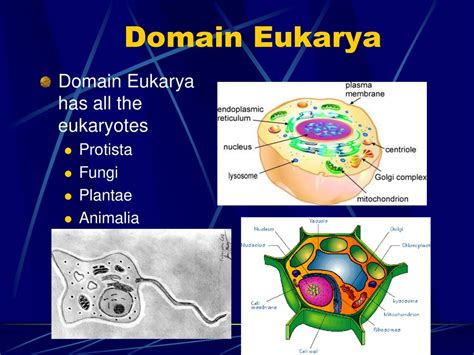 Learning Objectives Know why scientists had to develop their own system for naming different ...