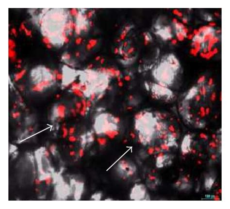 The images of viable cells stained with CellTracker™ CM-Dil on (a, b)... | Download Scientific ...