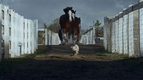 This year's Budweiser Super Bowl ad will once again leave you in tears ...