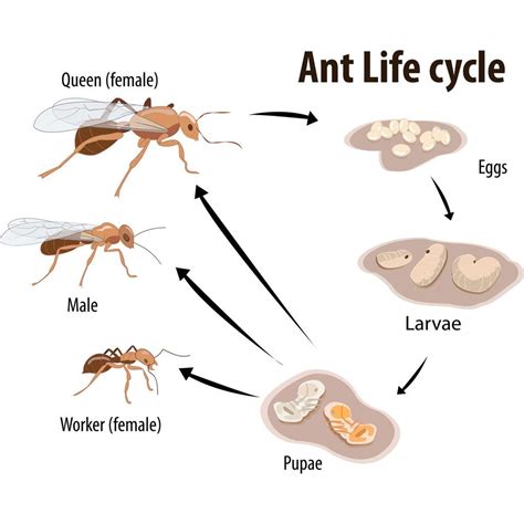 Life History of Ants