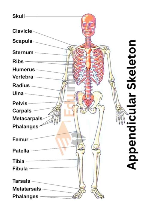 Appendicular Skeleton | Blood Supply in Appendicular Skeleton