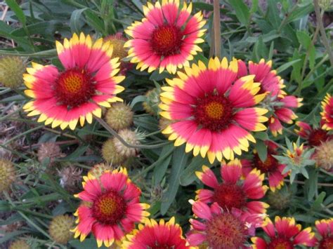 Blanket Flower Seeds (Certified Organic) | Garden Hoard – Certified ...