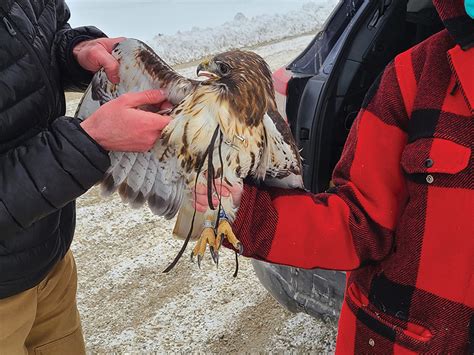 Wildlife Wonders- Soaring with Red-Tailed Hawks - Estuary Magazine: For people who care about ...