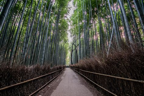 Arashiyama Bamboo Grove Sunrise (Sagano Bamboo Forest) | Flickr