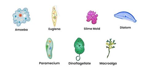 Kingdom Protista - Characteristics, Classification, Importance ...