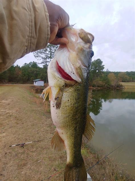 Georgia Fishing Report: January 15, 2021 – Georgia Wildlife Blog