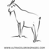 Bode Desenho Para Colorir  Ultra Coloring Pages sketch template