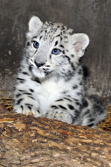 Photos: Snow leopard cubs at Brookfield Zoo - Chicago Tribune