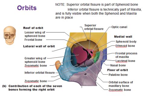 medicalsham: ANATOMI MATA human eyes anatomy PART 2