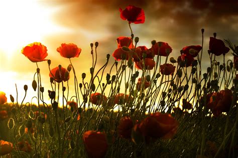 Poppy Field Sunset - Free photo on Pixabay - Pixabay