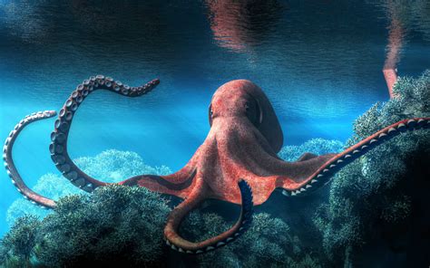 Why Are Octopuses So Smart? - A-Z Animals