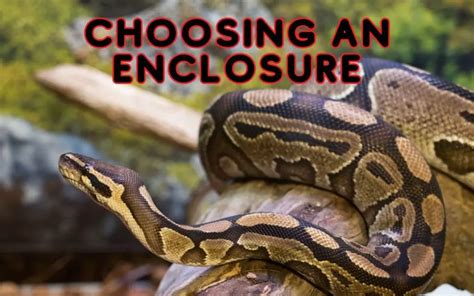 Choosing the right Ball Python enclosure (top tips) – BALL PYTHON ...