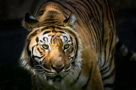 Tiger and light | Patrick Bouquet (pattoise) | Flickr