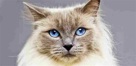 Gatos con ojos azules: Una mirada intensa y misteriosa | Smylepets