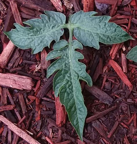 Tomato Leaf Types Part 1 of 6 | World Tomato Society | Types of ...