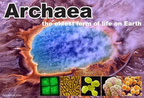 Archaea - Definition, Structure, Types & Extremophile Habitats - Rs' Science