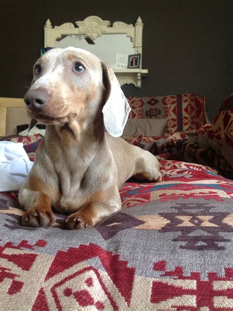 Isabella Creme dachshund | Baby dachshund, Weenie dogs, Cute puppies