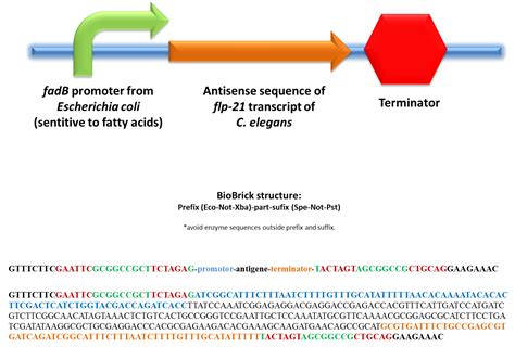 Part:BBa K1112000 - parts.igem.org