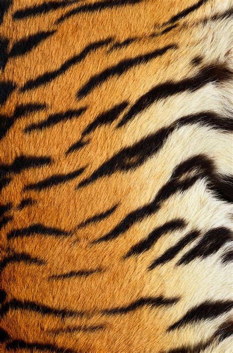 Siberian Tiger Fur Photograph by Siede Preis - Fine Art America