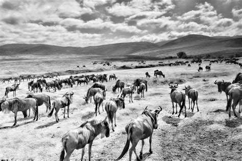 Mini Wildebeest Migration Ngorongoro Crater Tanzania | Shutterbug